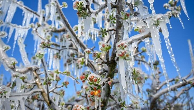 34 ili vuran tarihin en büyük felaketi! Çiftçiye rekor tazminat