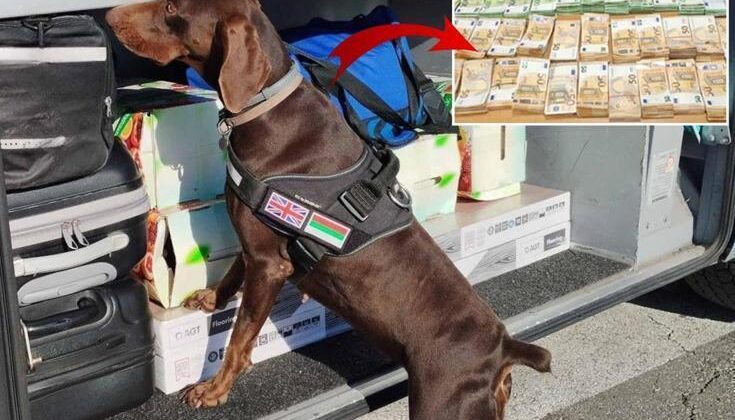 Dedektör köpeğin yakaladığı servet, yetkilileri de şaşırttı